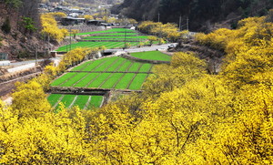 봄의 시작을 알리는 노오란 산수유 꽃 ‘의성 산수유 마을’ < 경북 < 영남여행 < 기사본문 - 영남신문