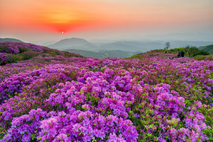 합천 황매산 철쭉 관람 꿀팁! < 경남 < 영남여행 < 기사본문 - 영남신문